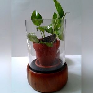 Glass hurricane (1) with wood stand LAST ONE!